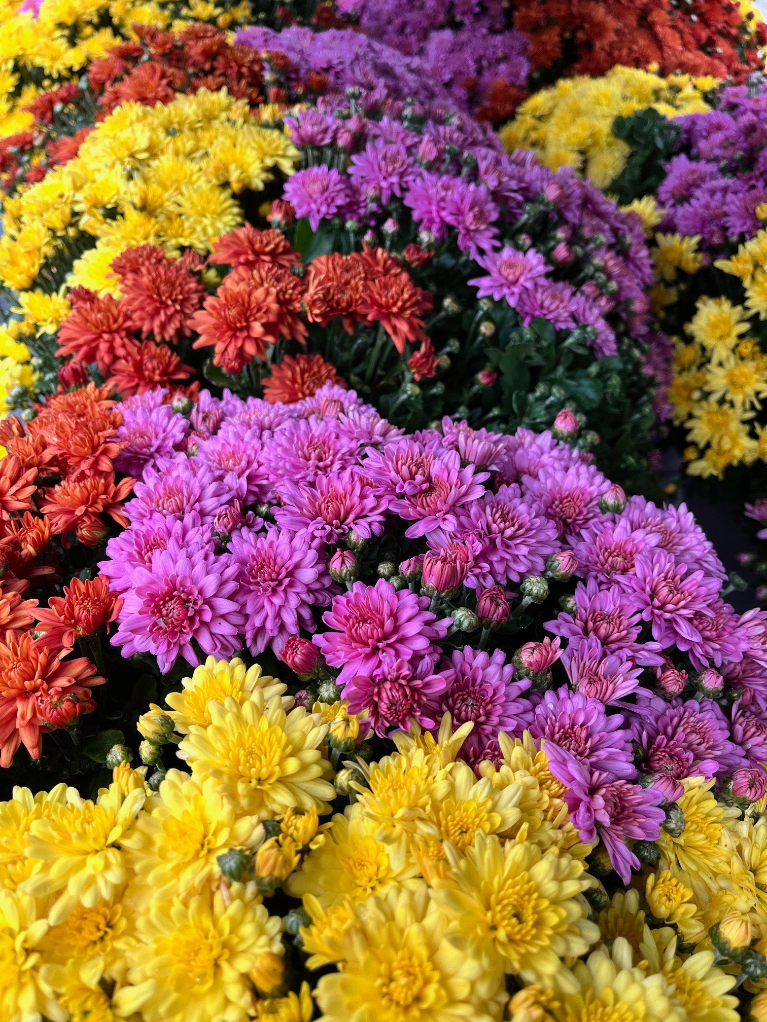 Chrysanthemum