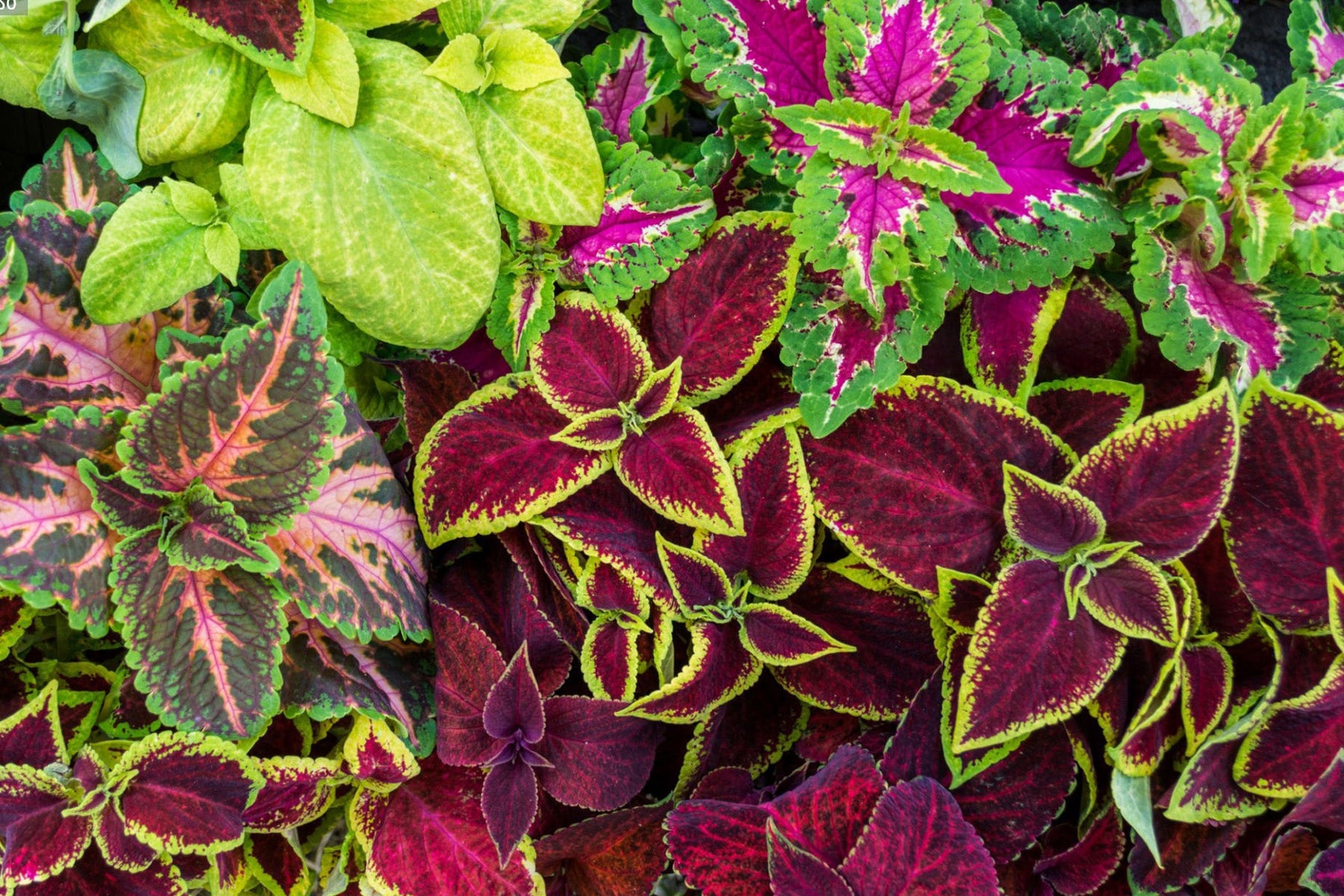 Coleus