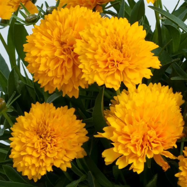 Coreopsis
