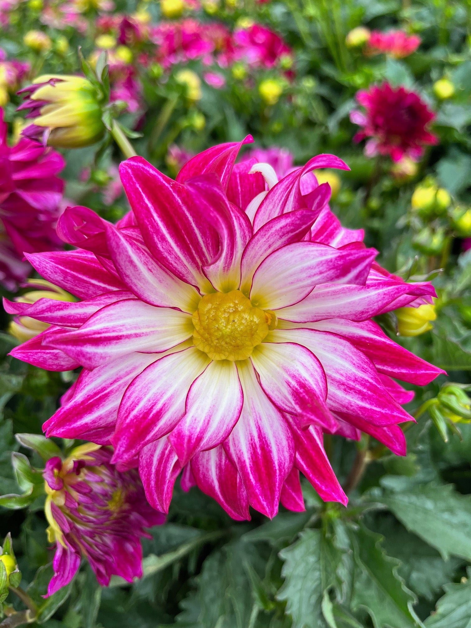 Dahlia