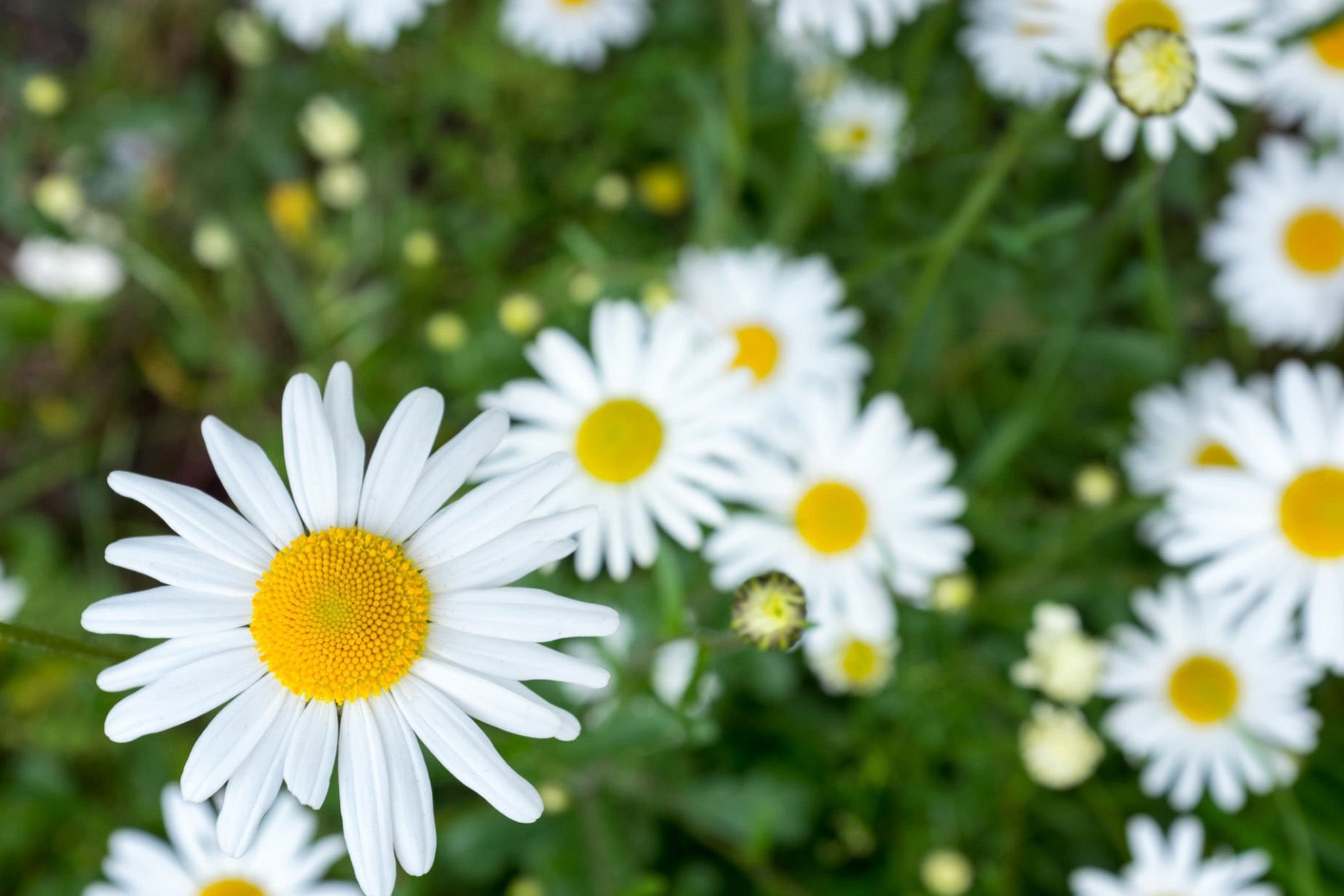 Daisy