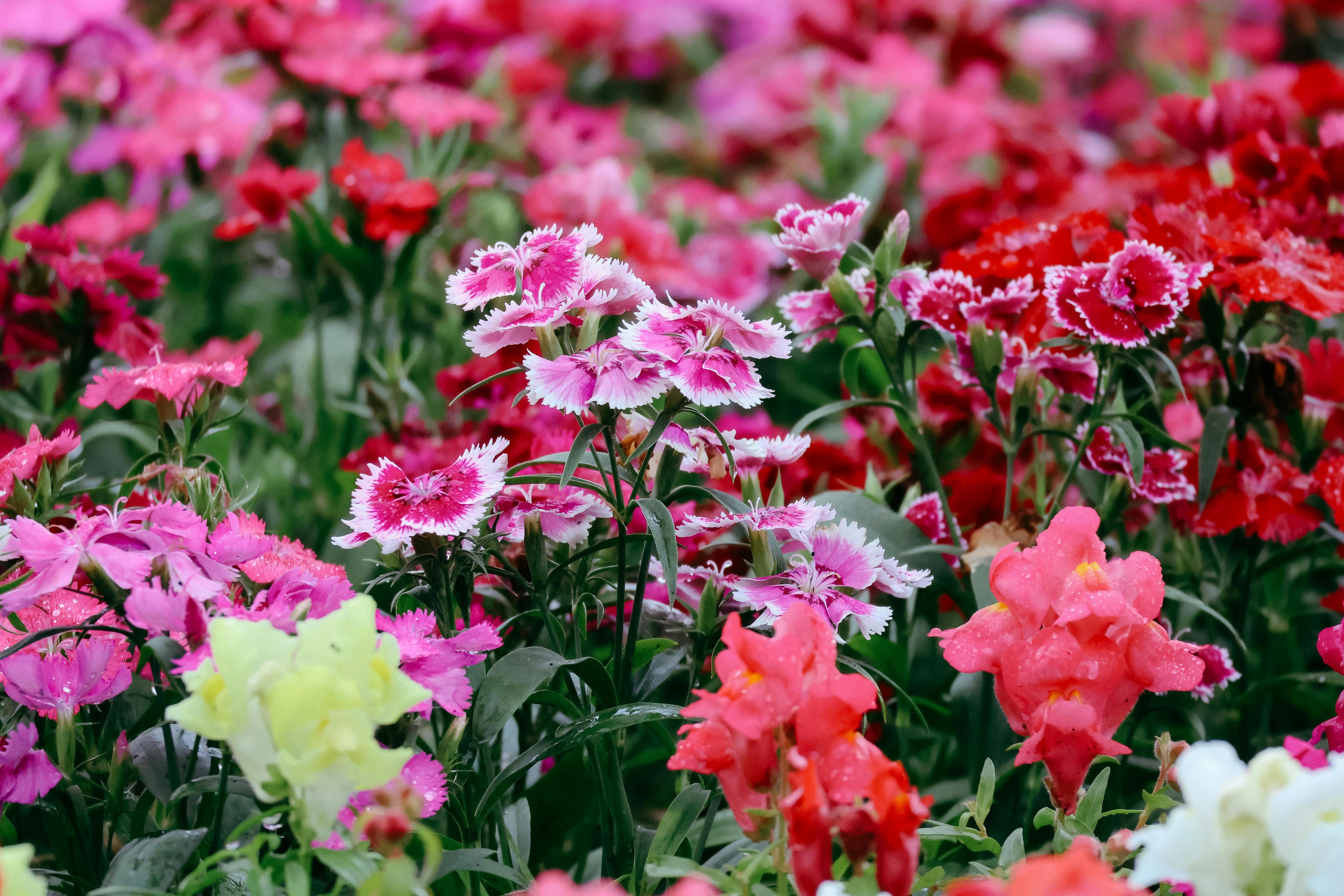 Dianthus
