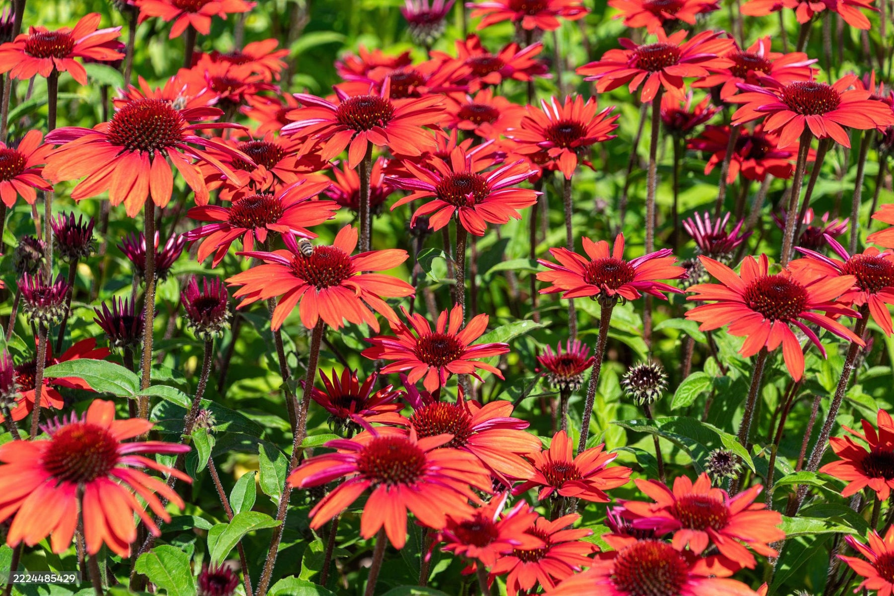 Echinacea