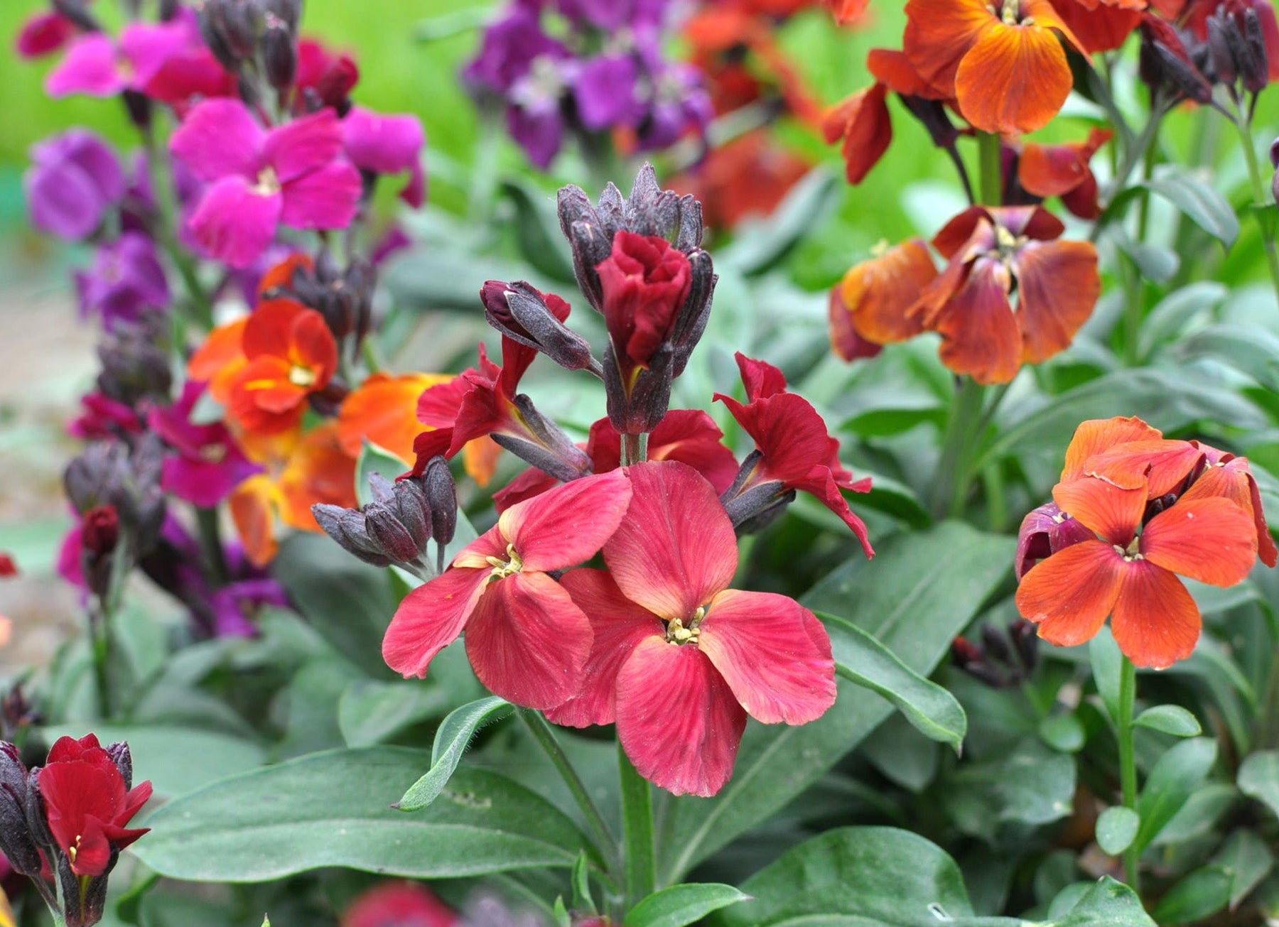 Erysimum