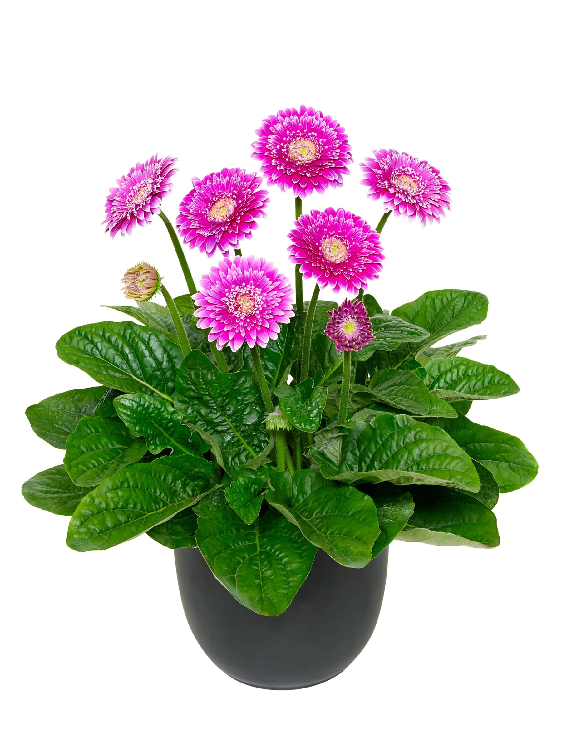 Gerbera