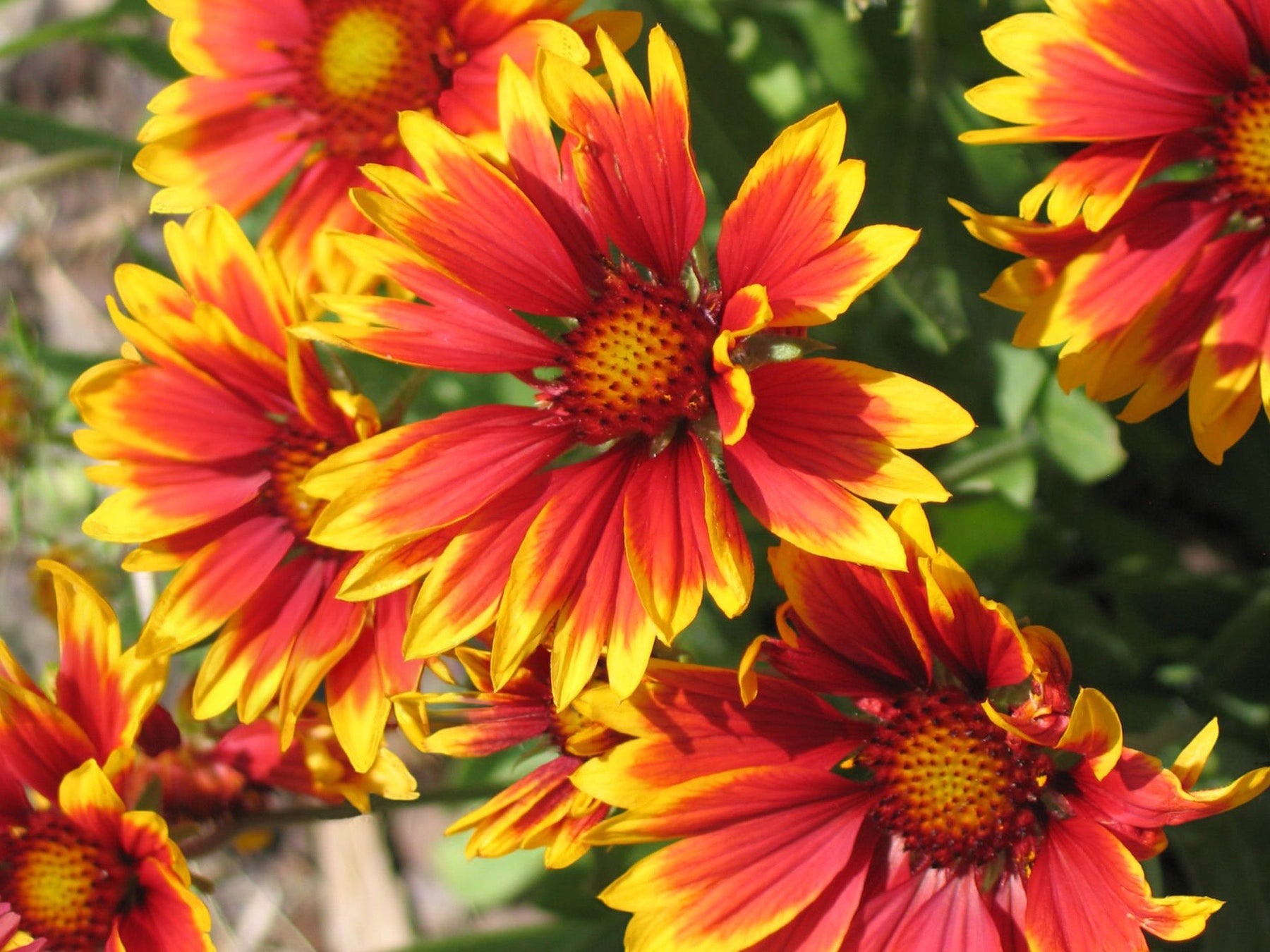 Gaillardia
