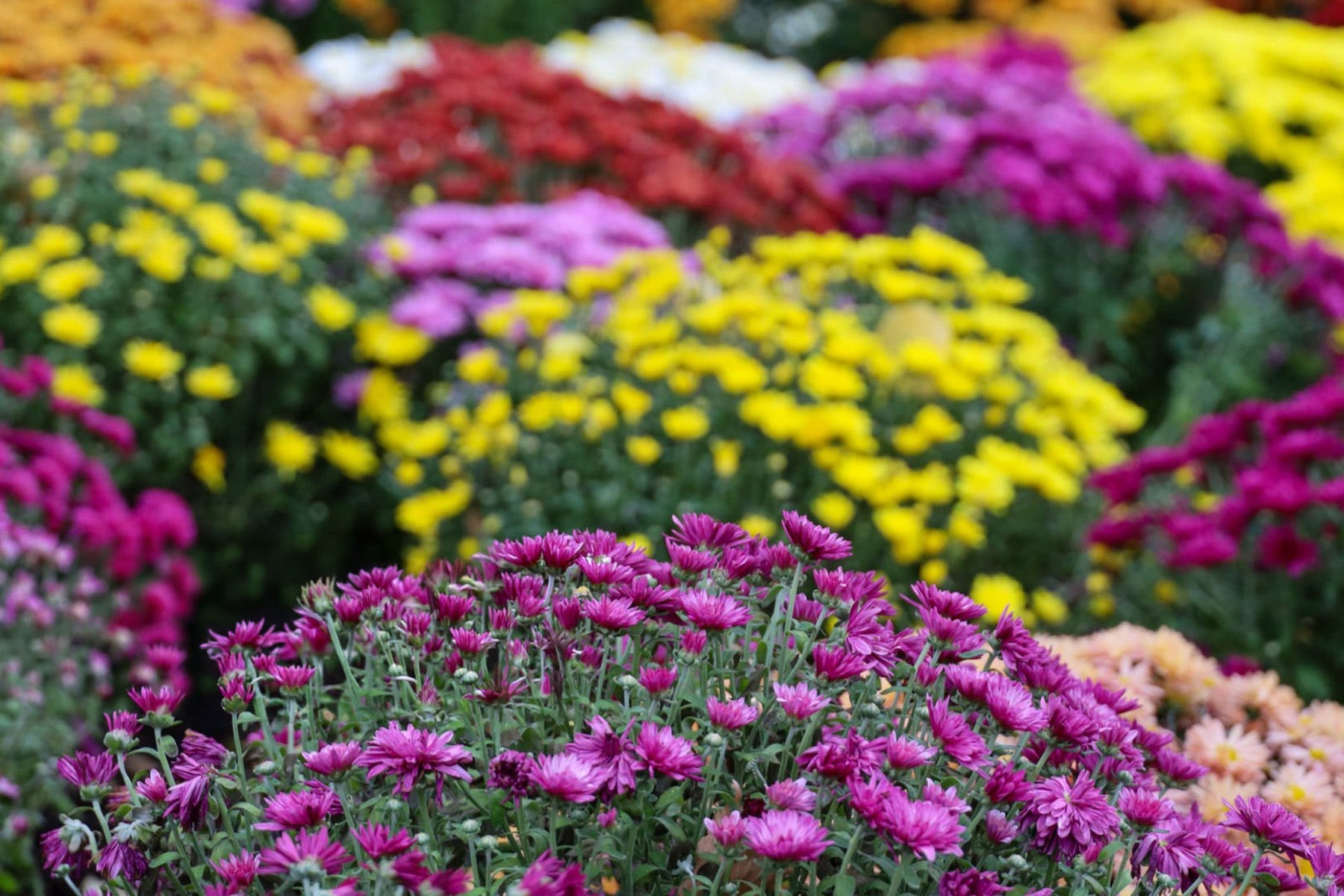 Garden Mums
