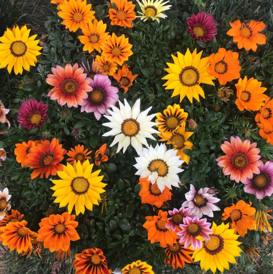 Gazania