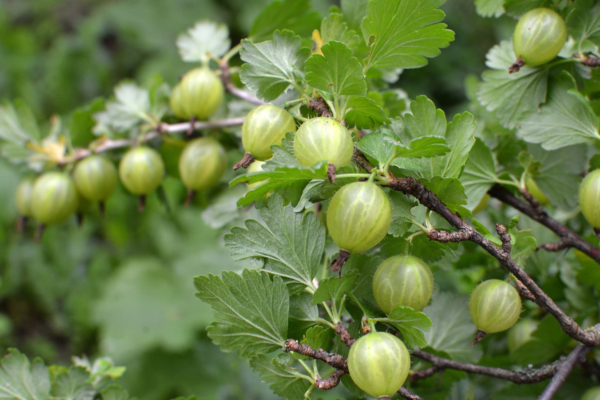 Gooseberry