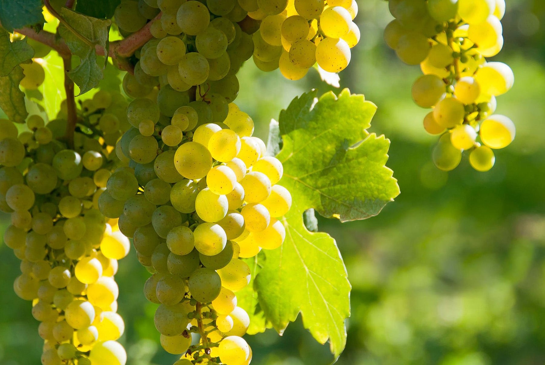 Grape