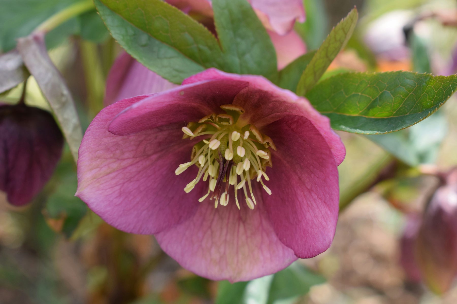 Hellebore