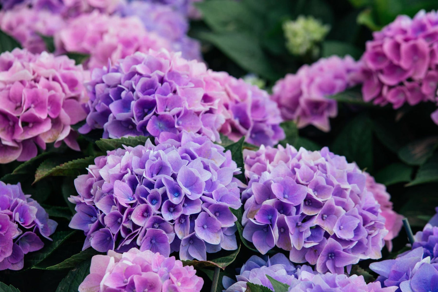 Hydrangea