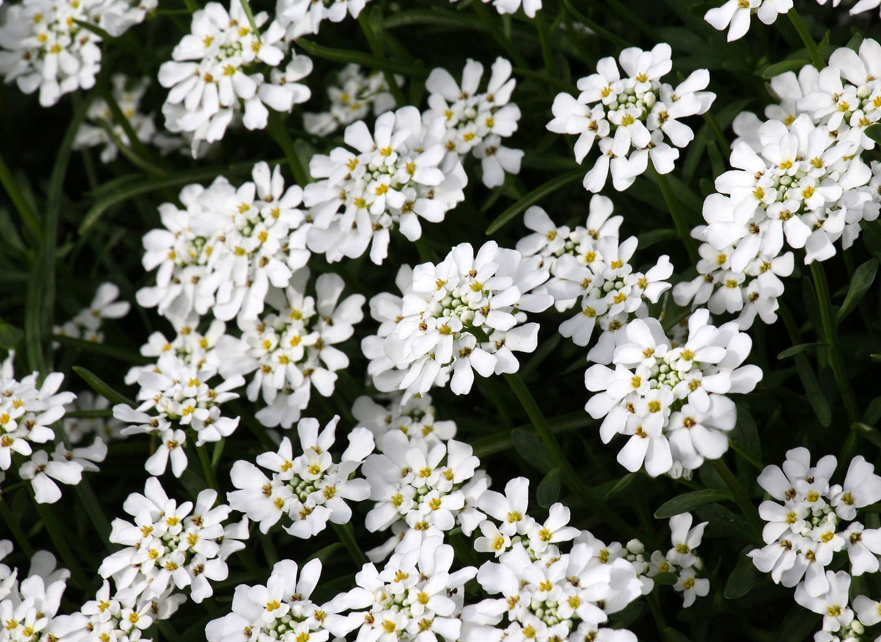 Iberis
