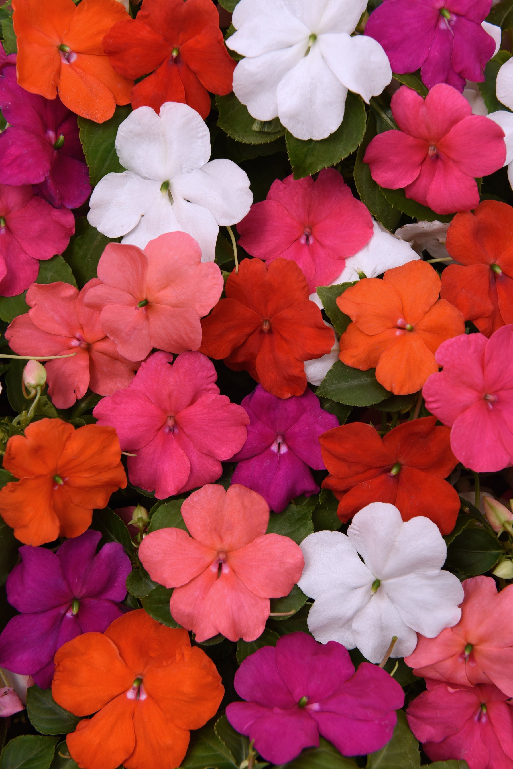 Impatiens