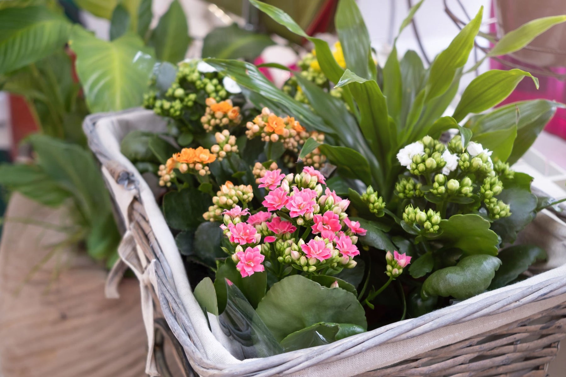 Indoor Plants