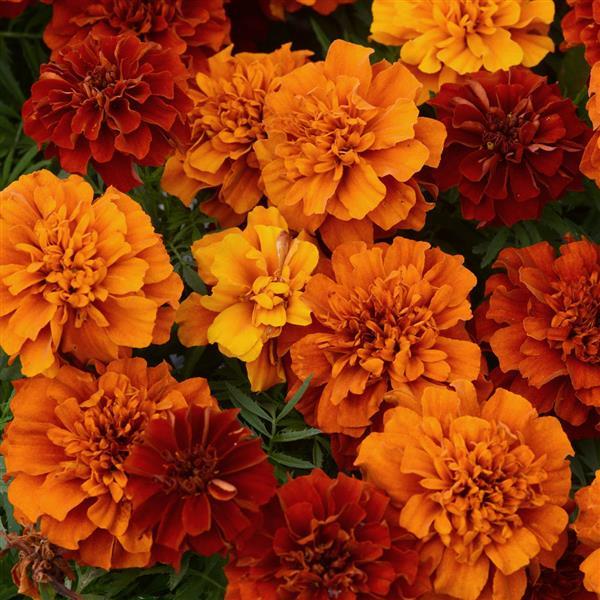 Marigolds