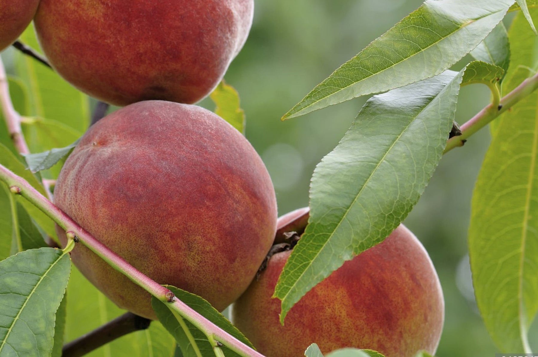 Nectarine
