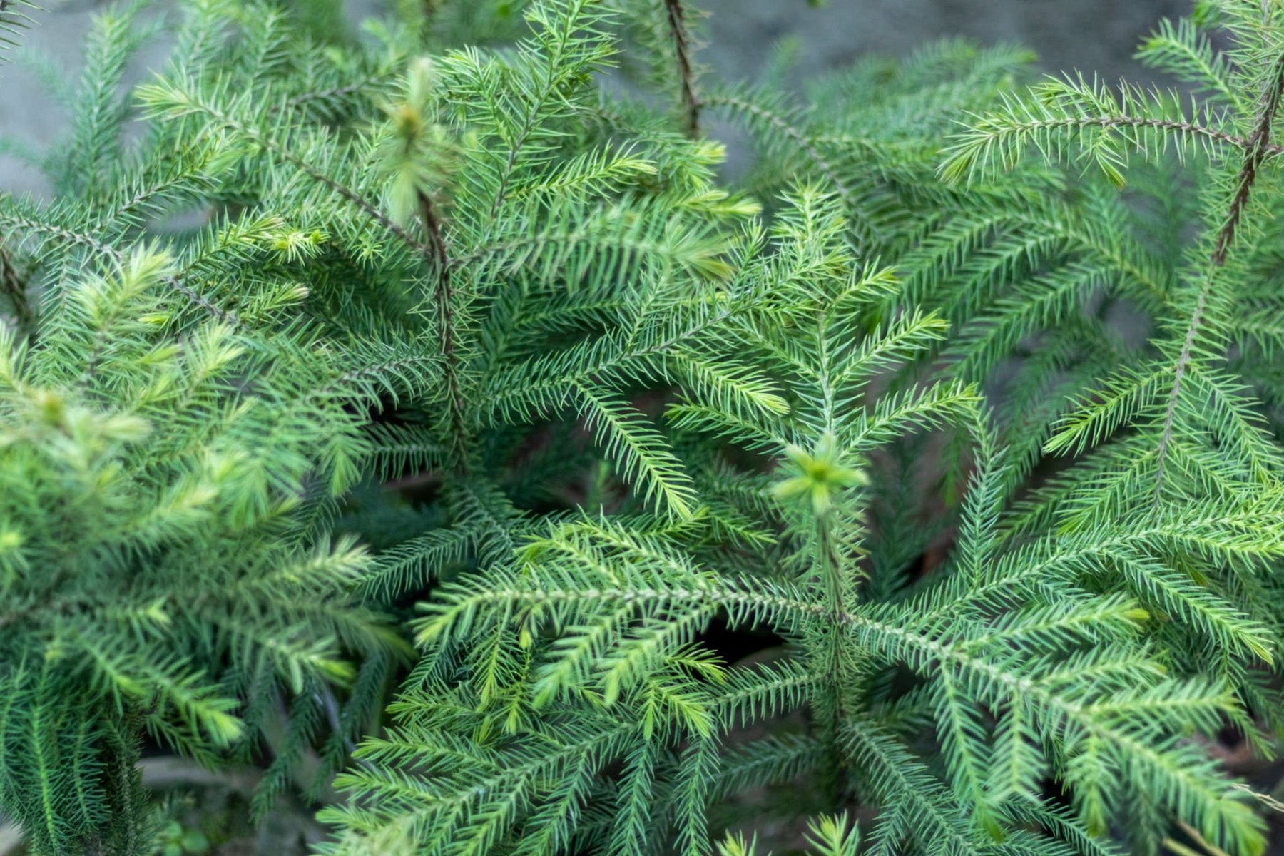 Norfolk Pine