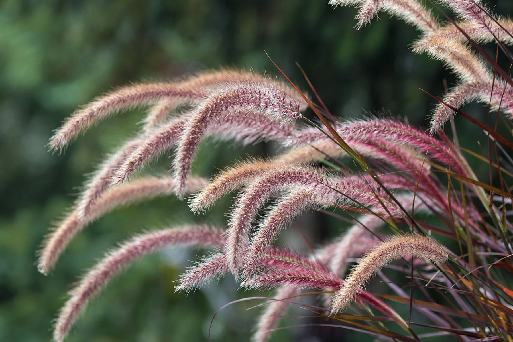Ornamental Grasses
