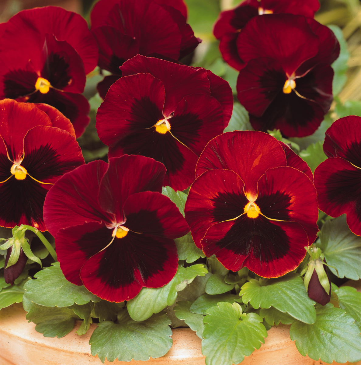 Pansies