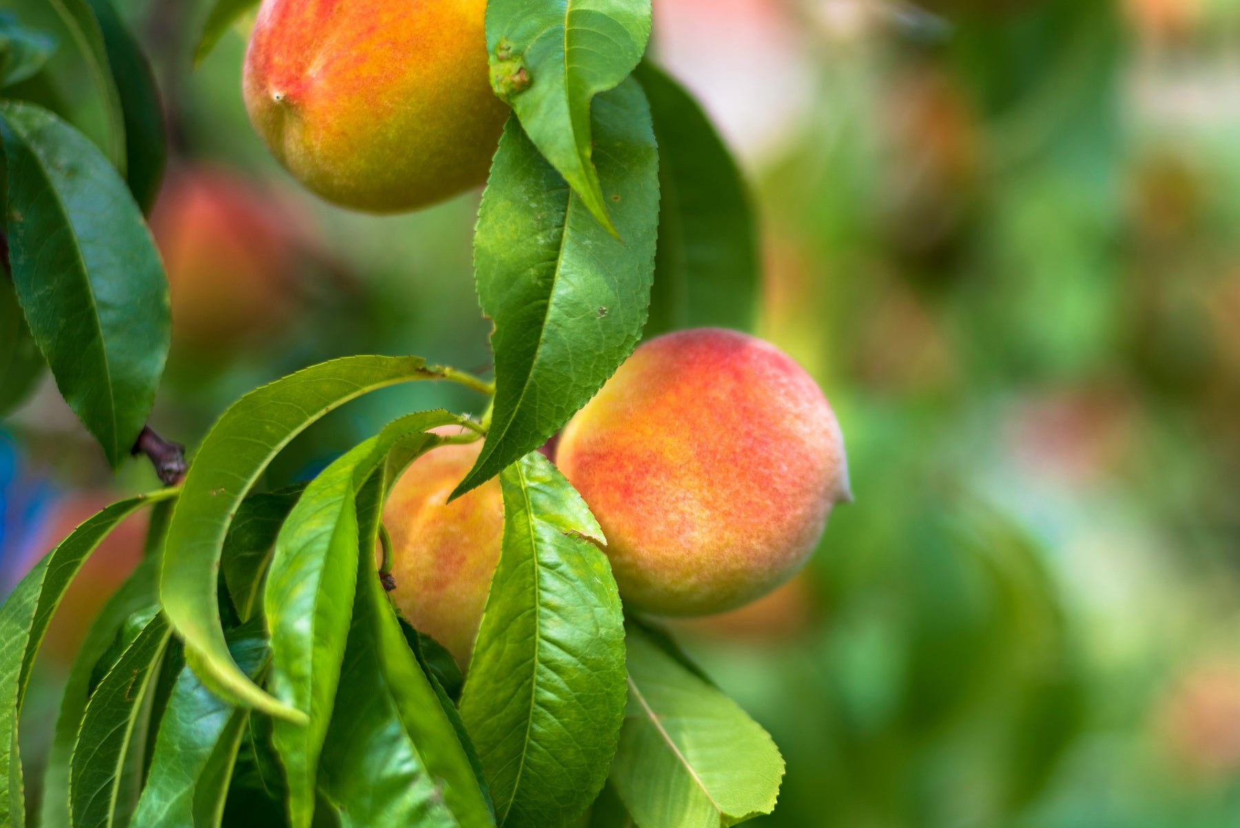 Fruit Tree