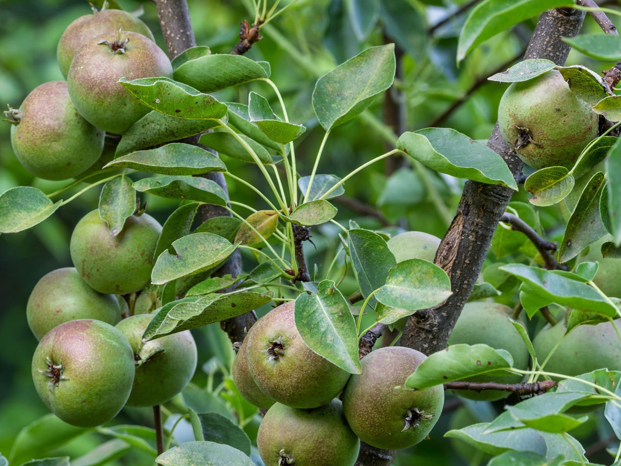 Pear