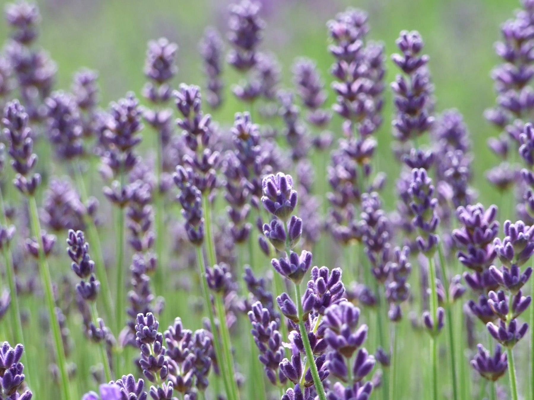 Perennials