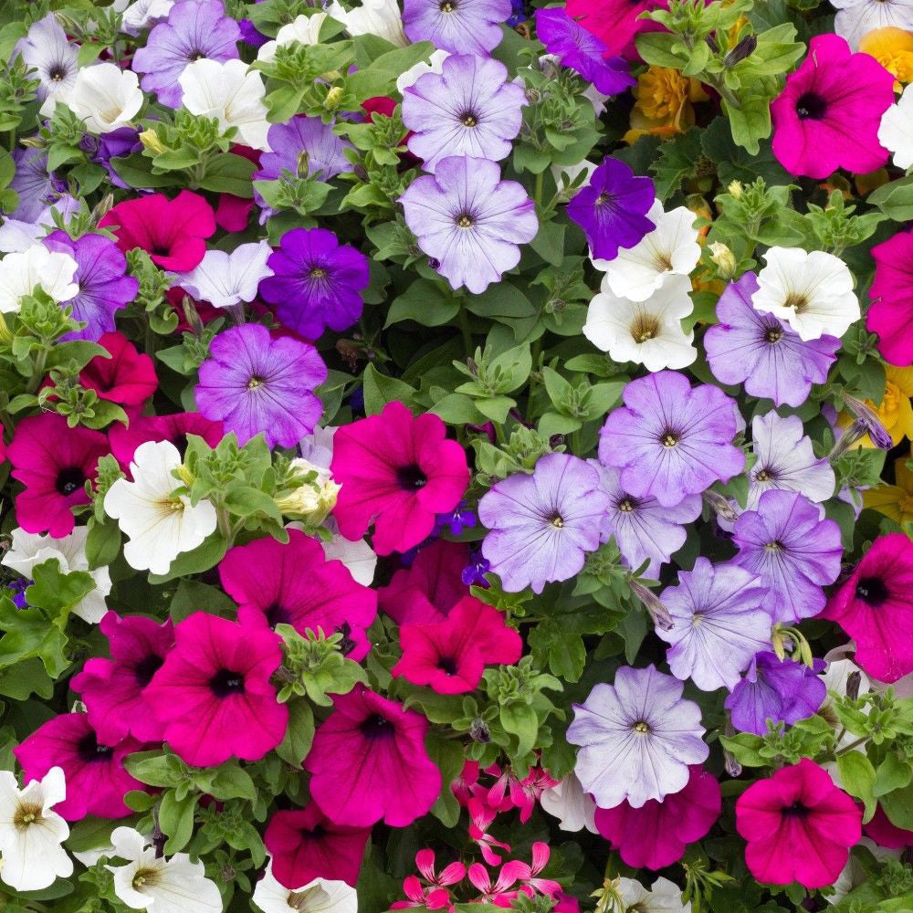 Petunias
