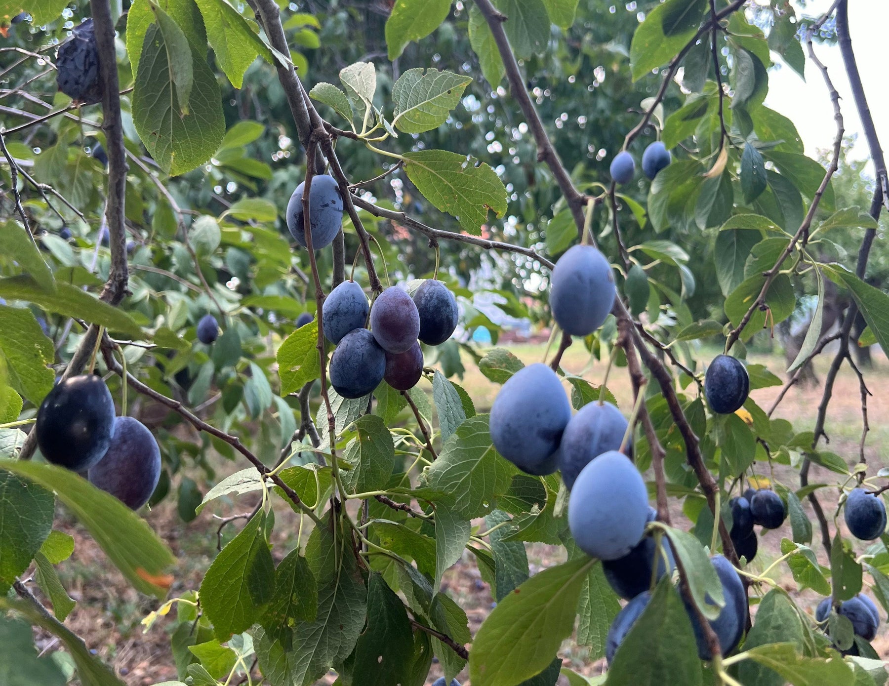 Plum