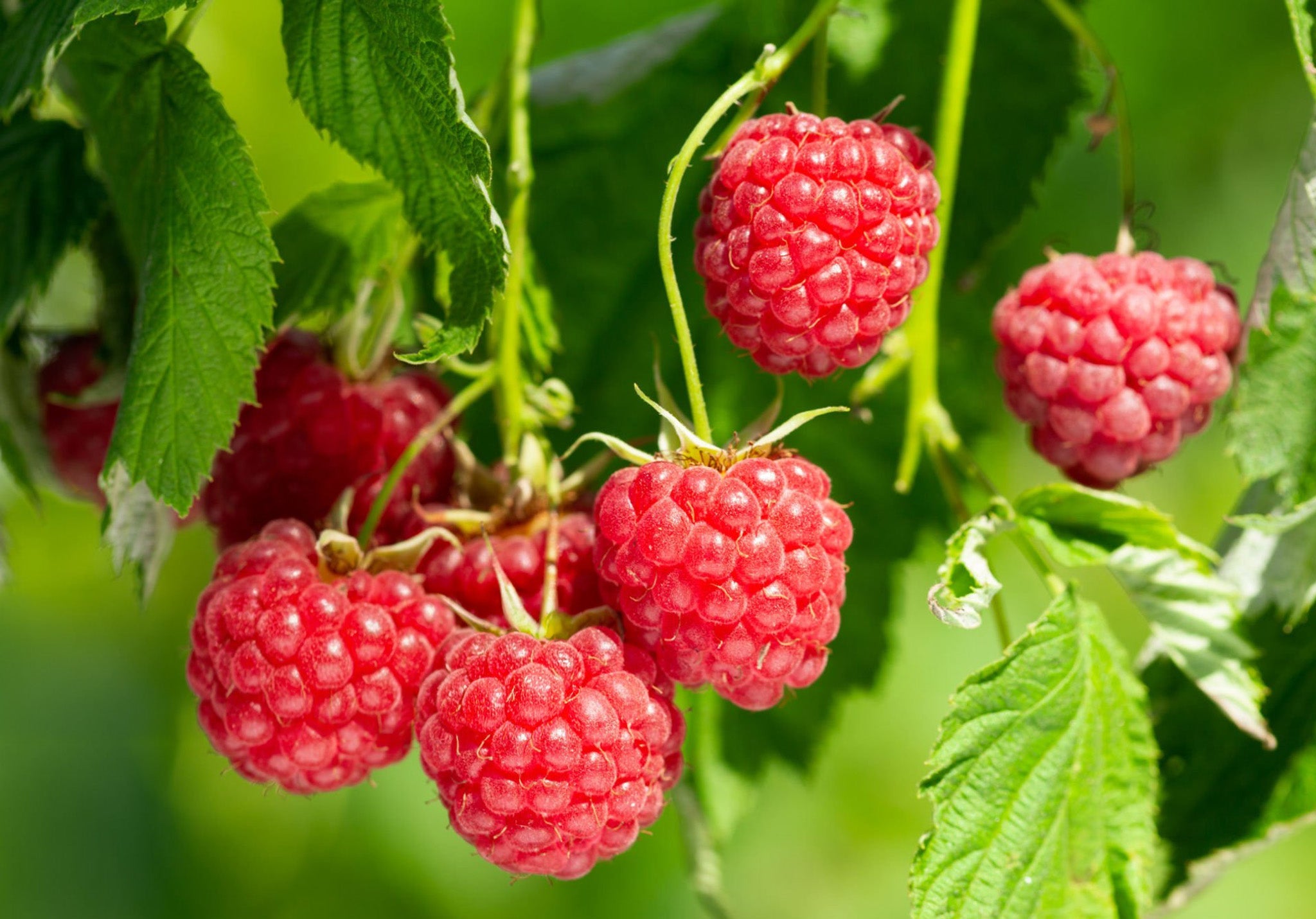Raspberry – Hilltop Greenhouses Ltd