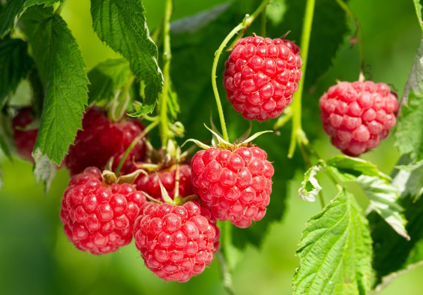 Raspberry