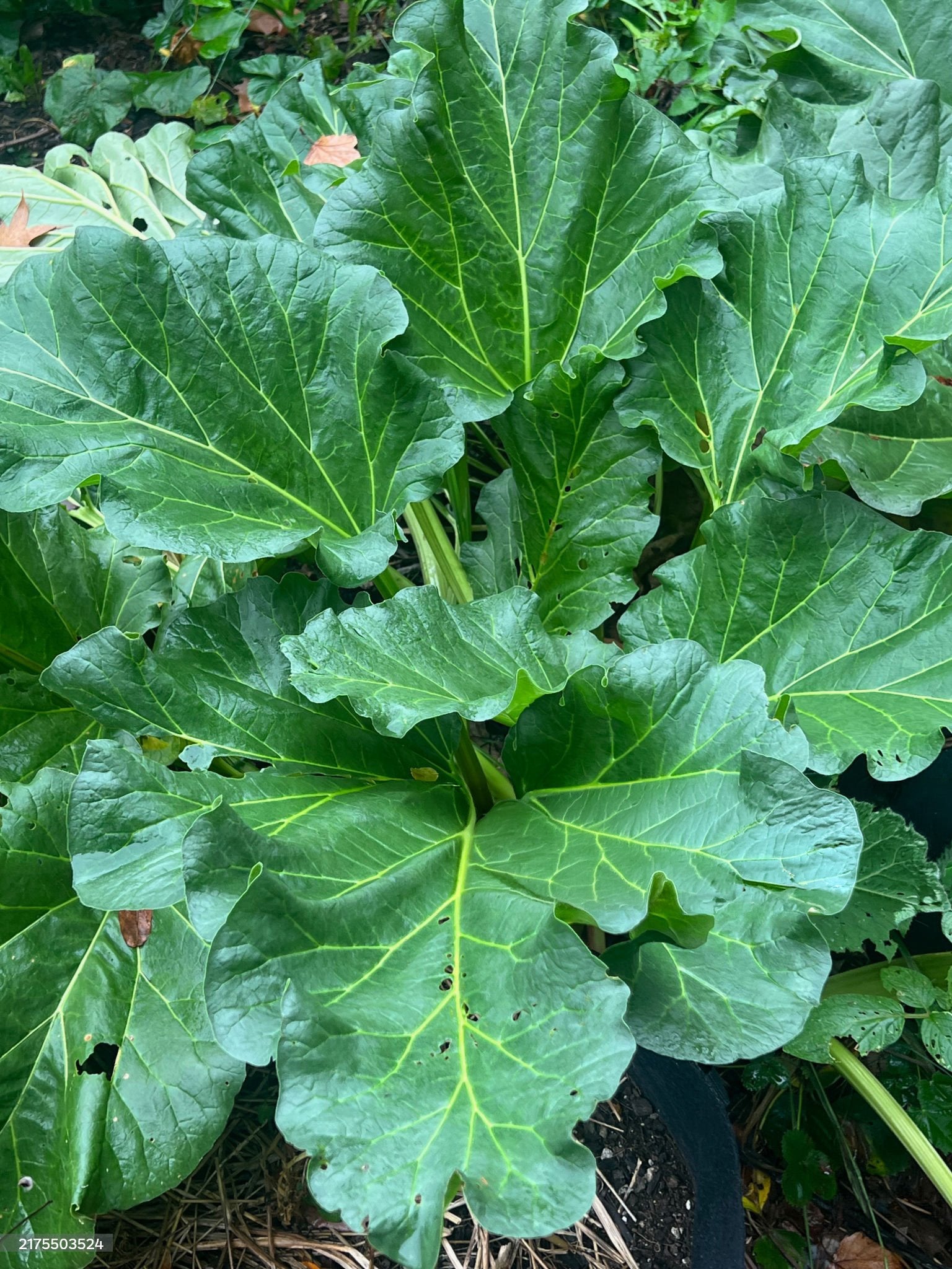 Rhubarb