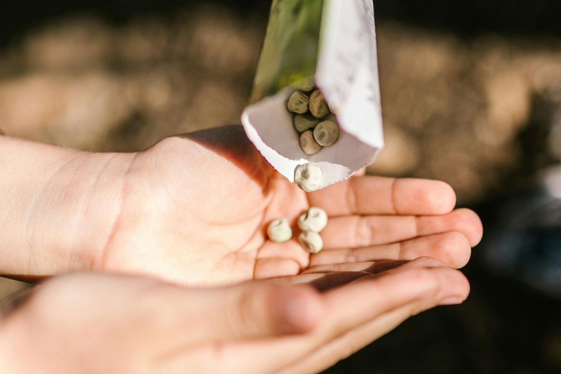Seeds