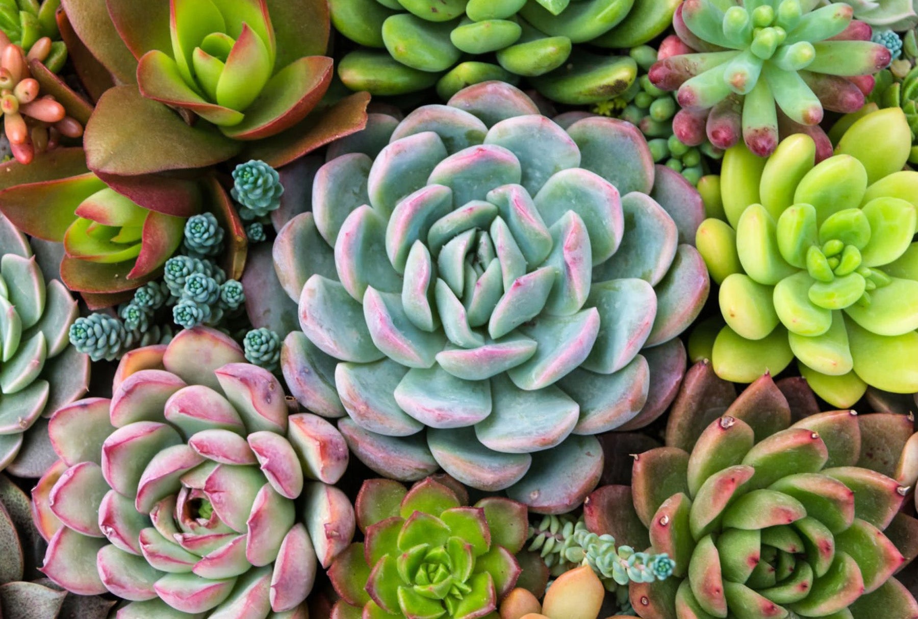 Sempervivum