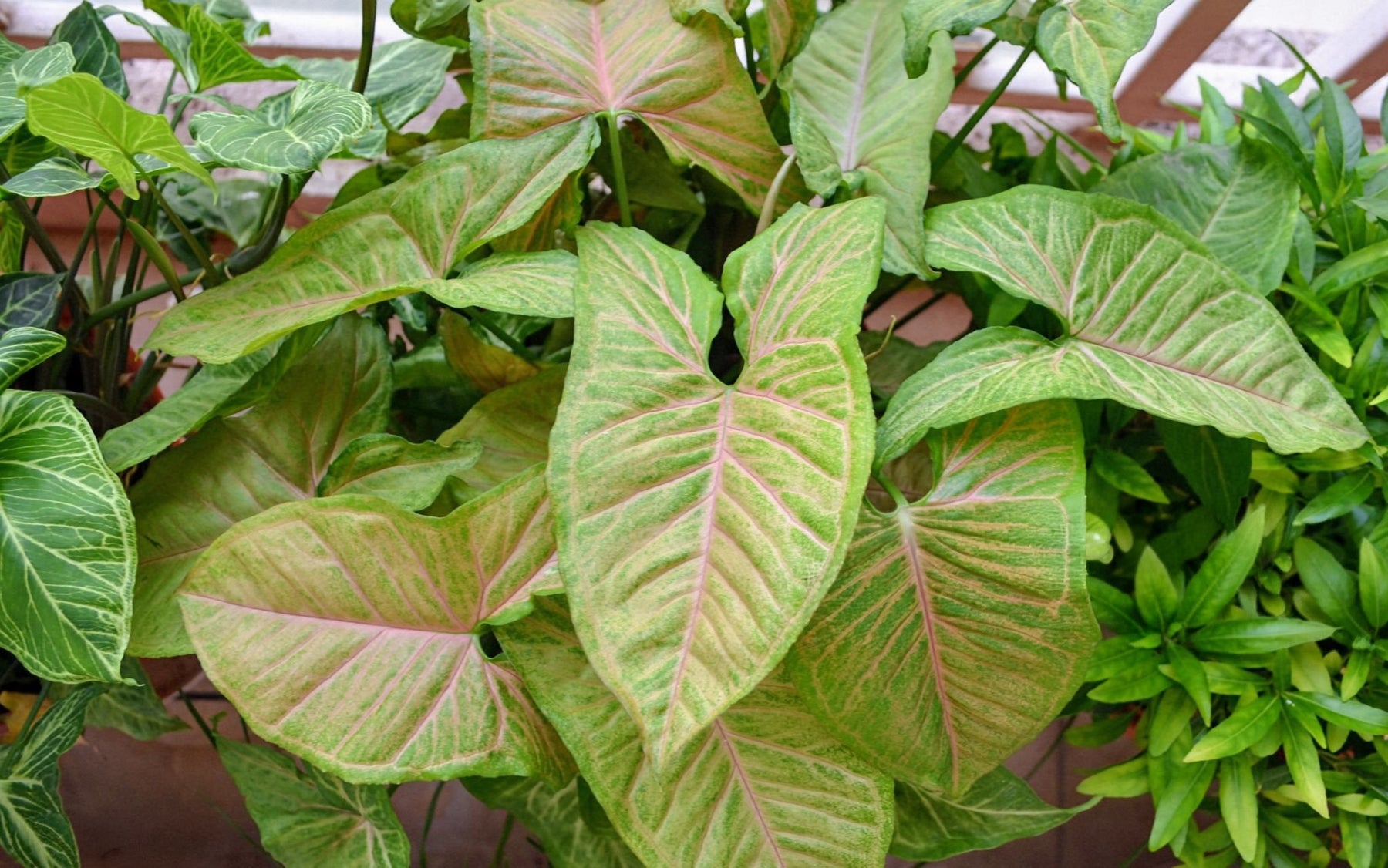Syngonium