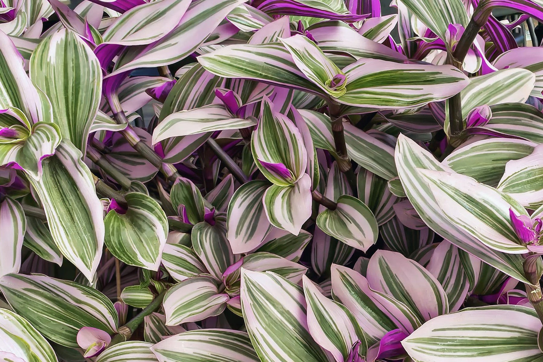 Tradescantia