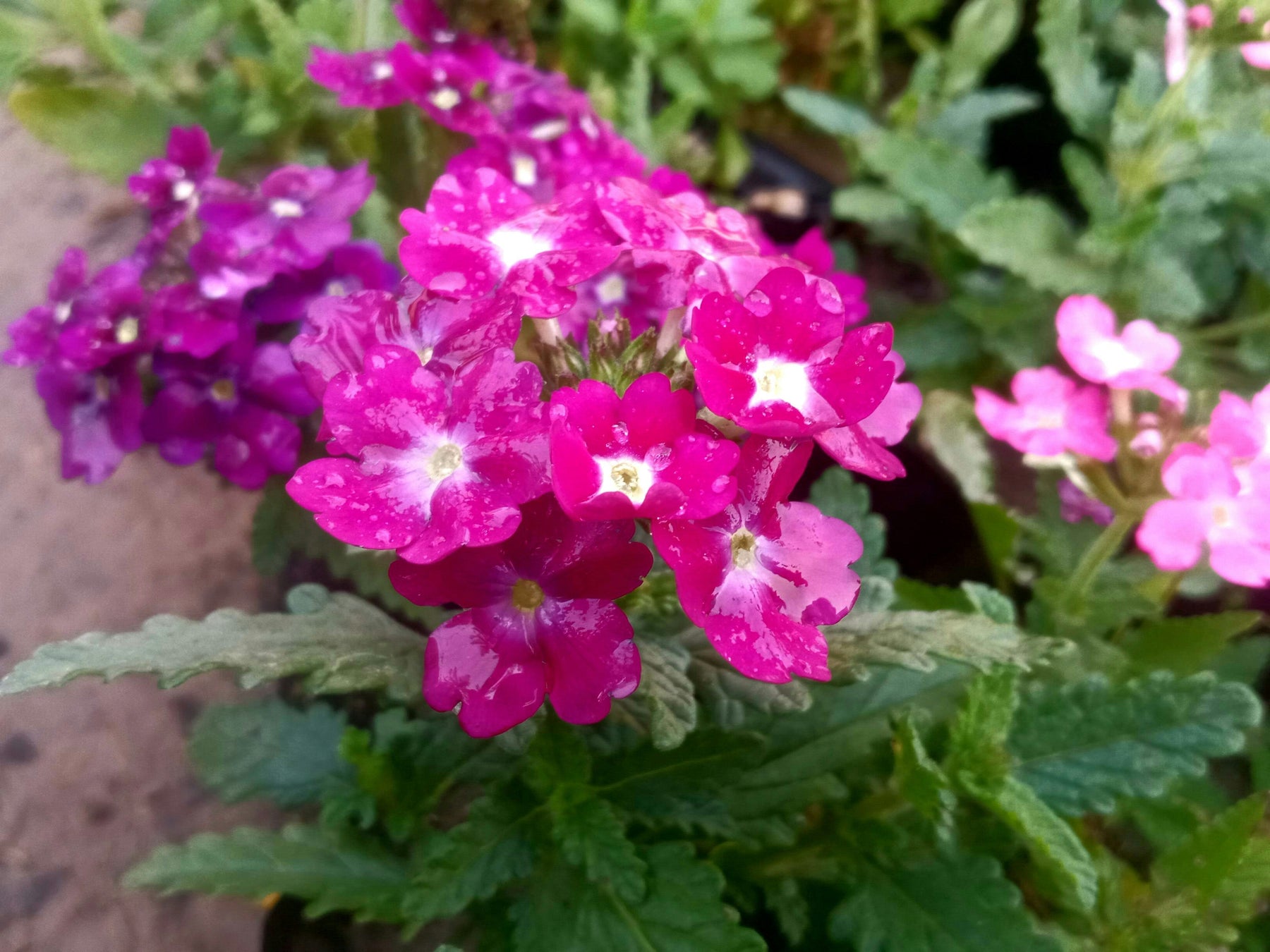 Verbena