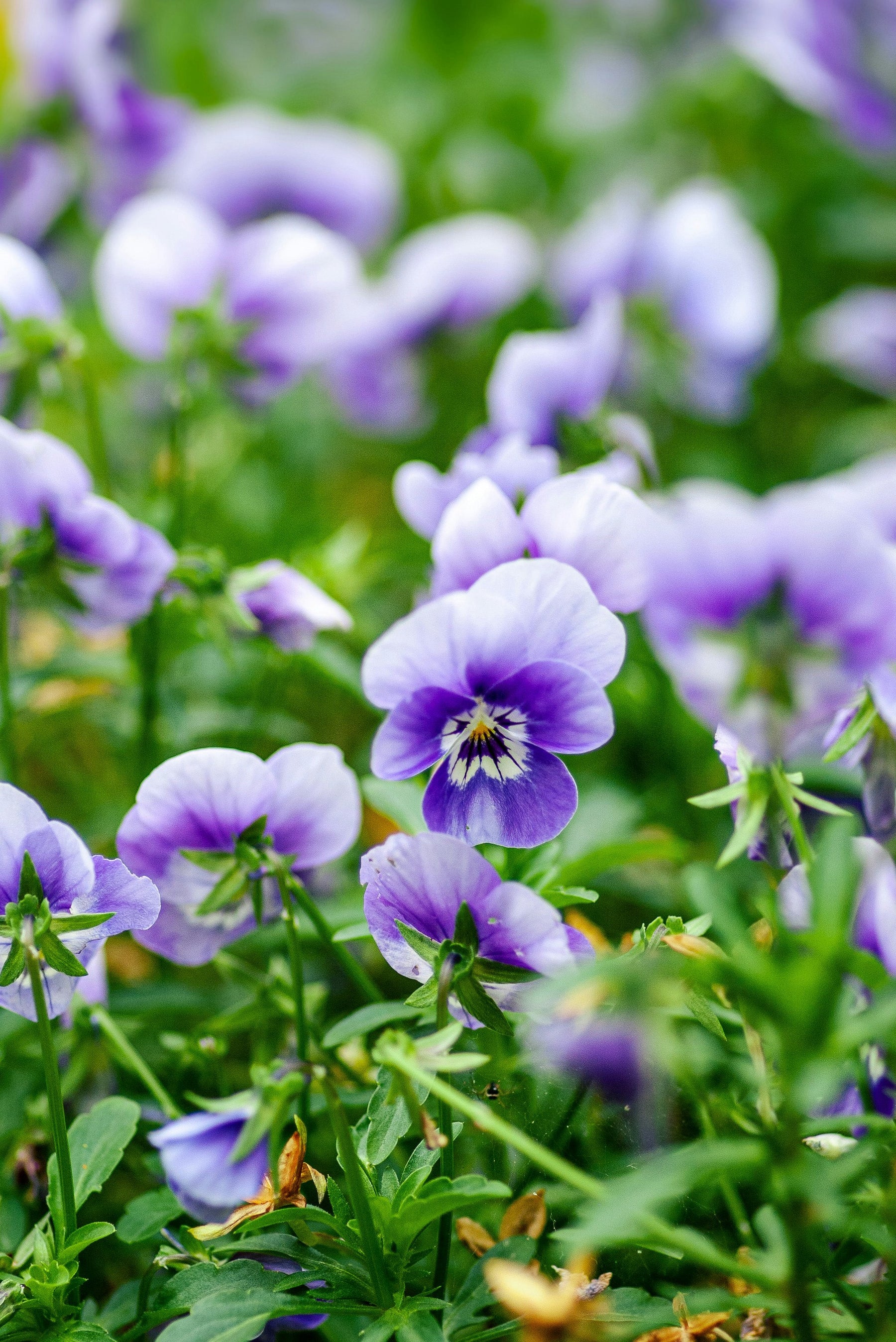 Viola