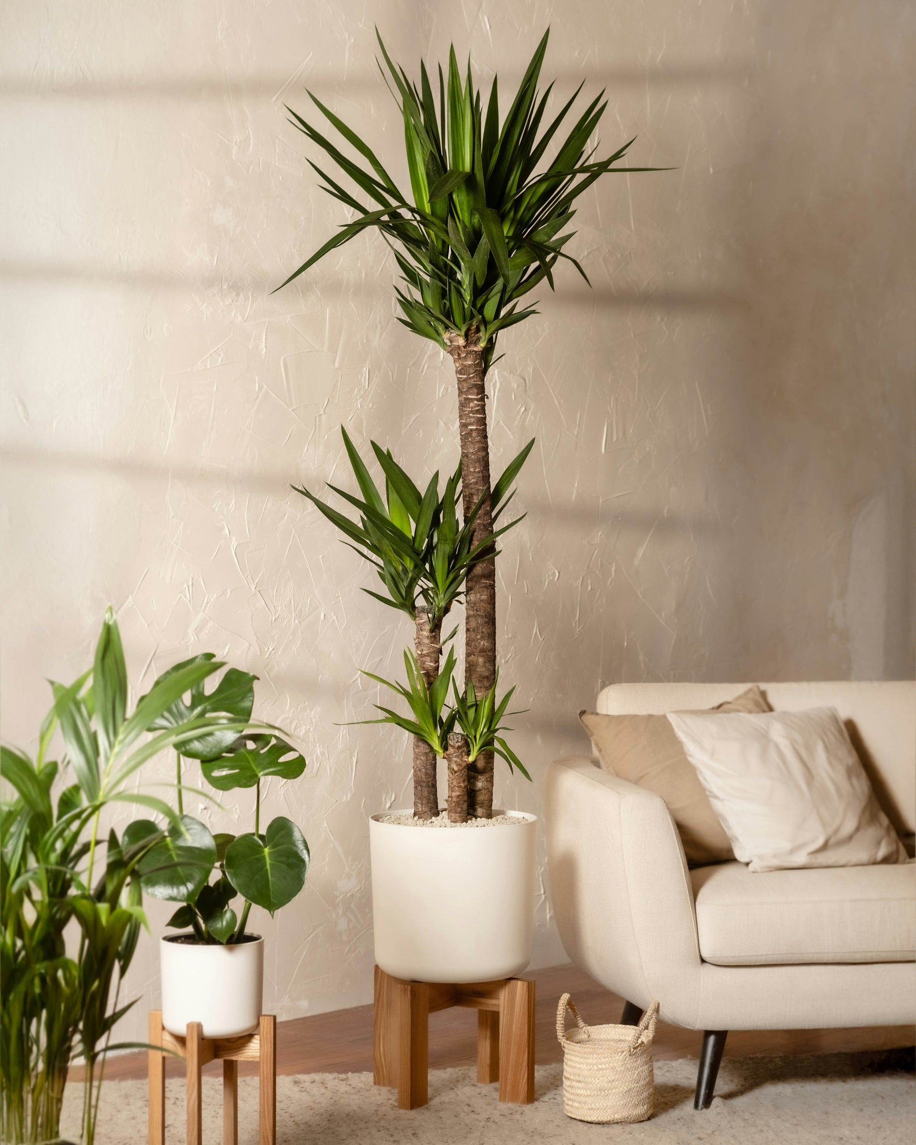 Yucca Tip