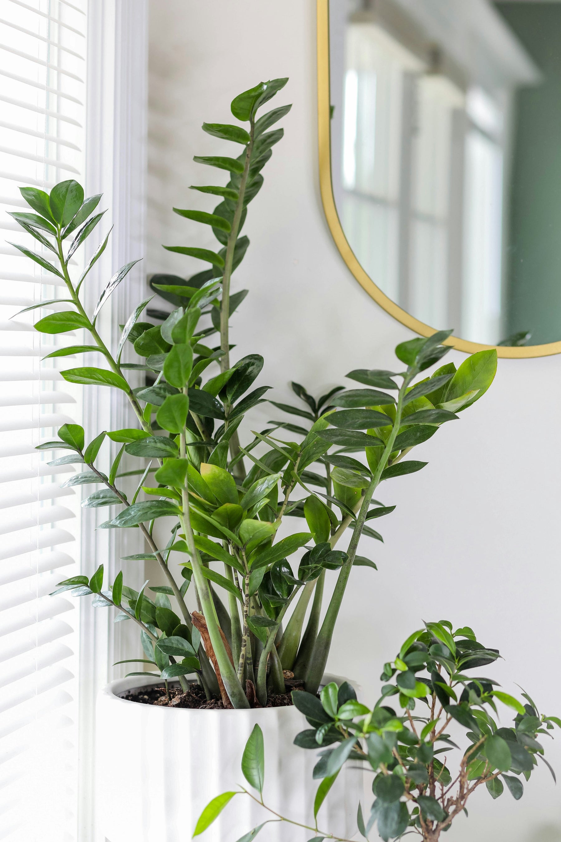 Zamioculcas