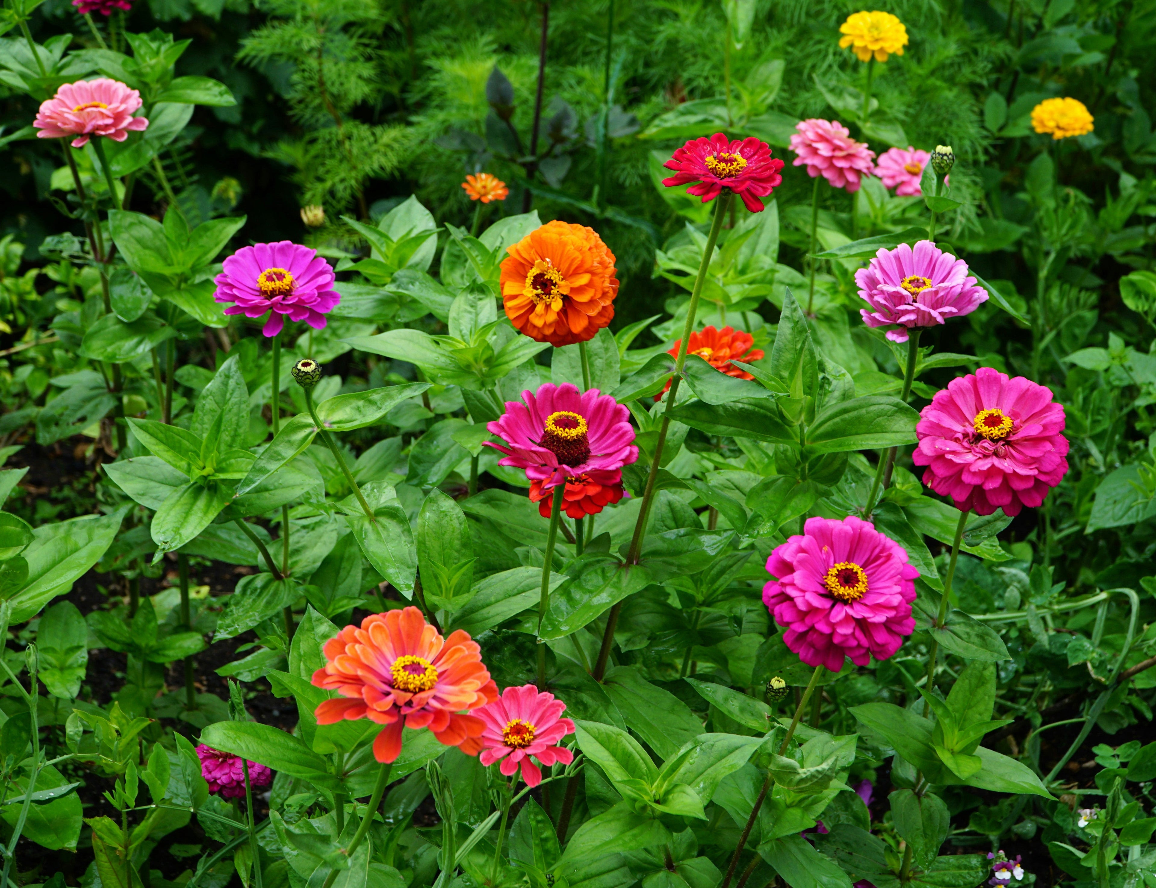 Zinnia
