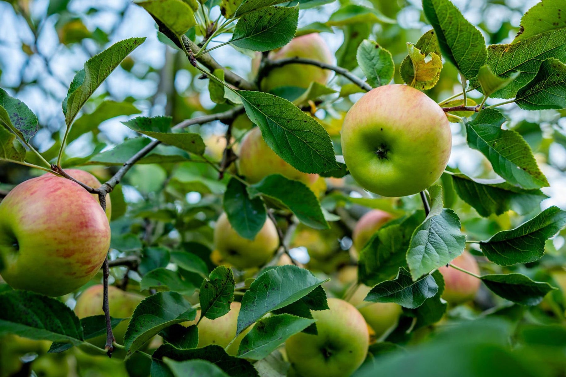 Apple