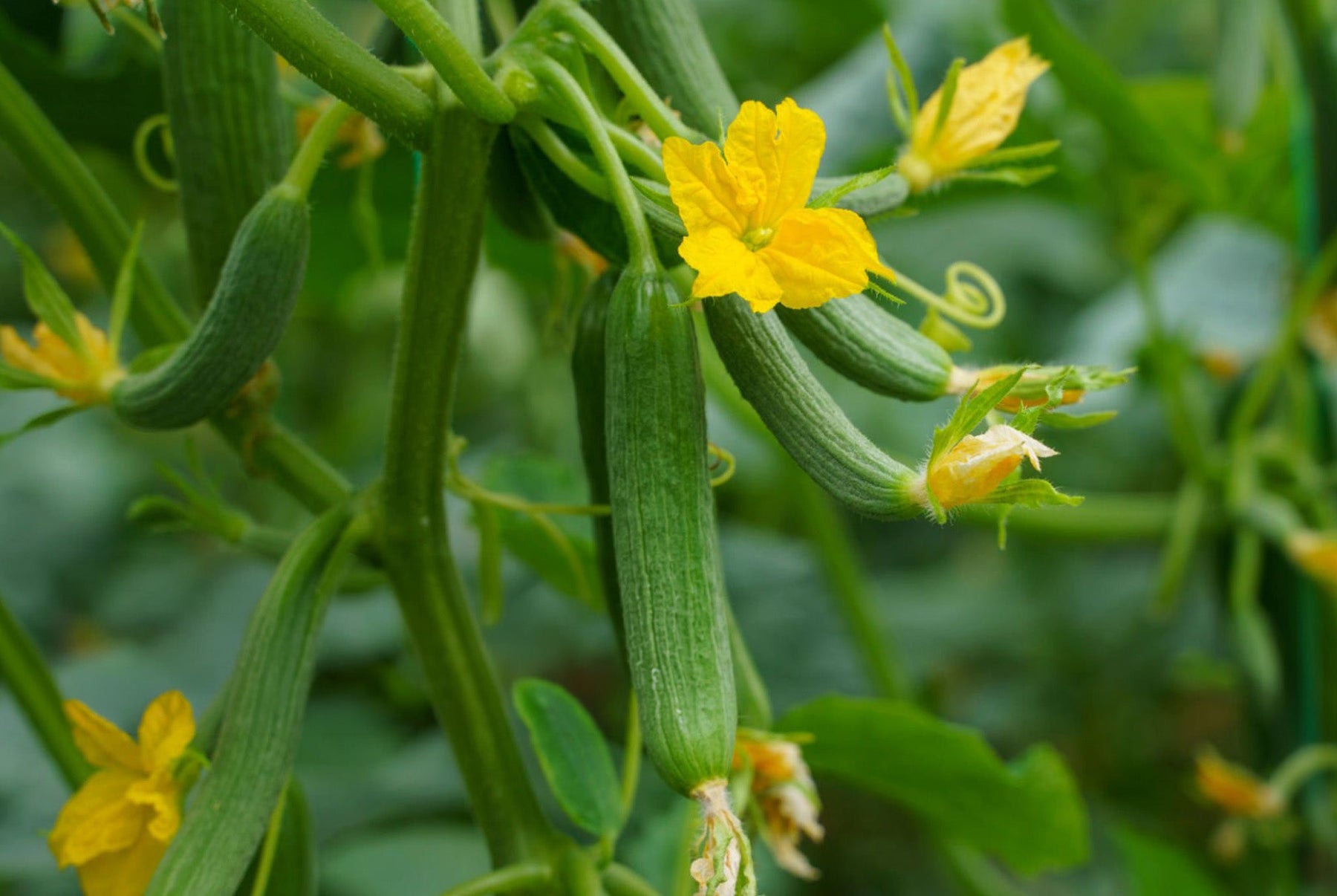Cucumber