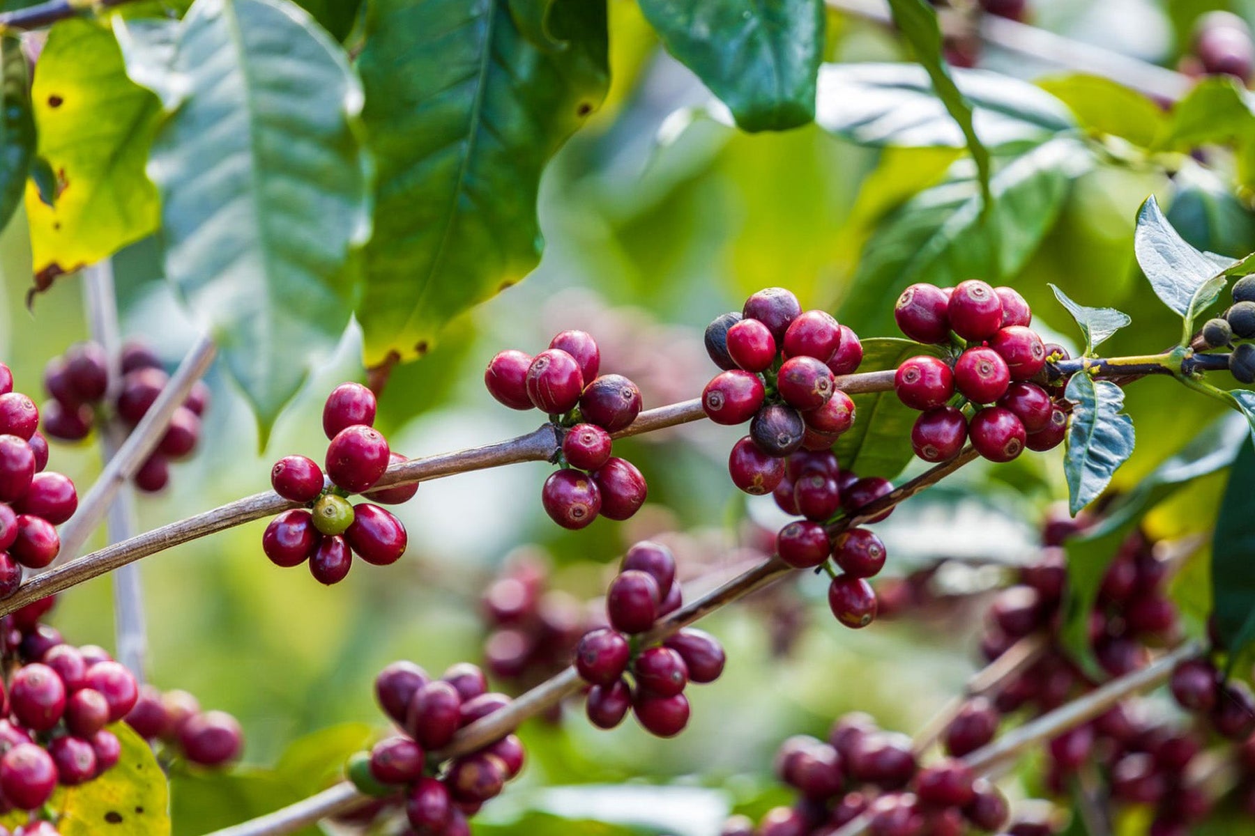 Currant