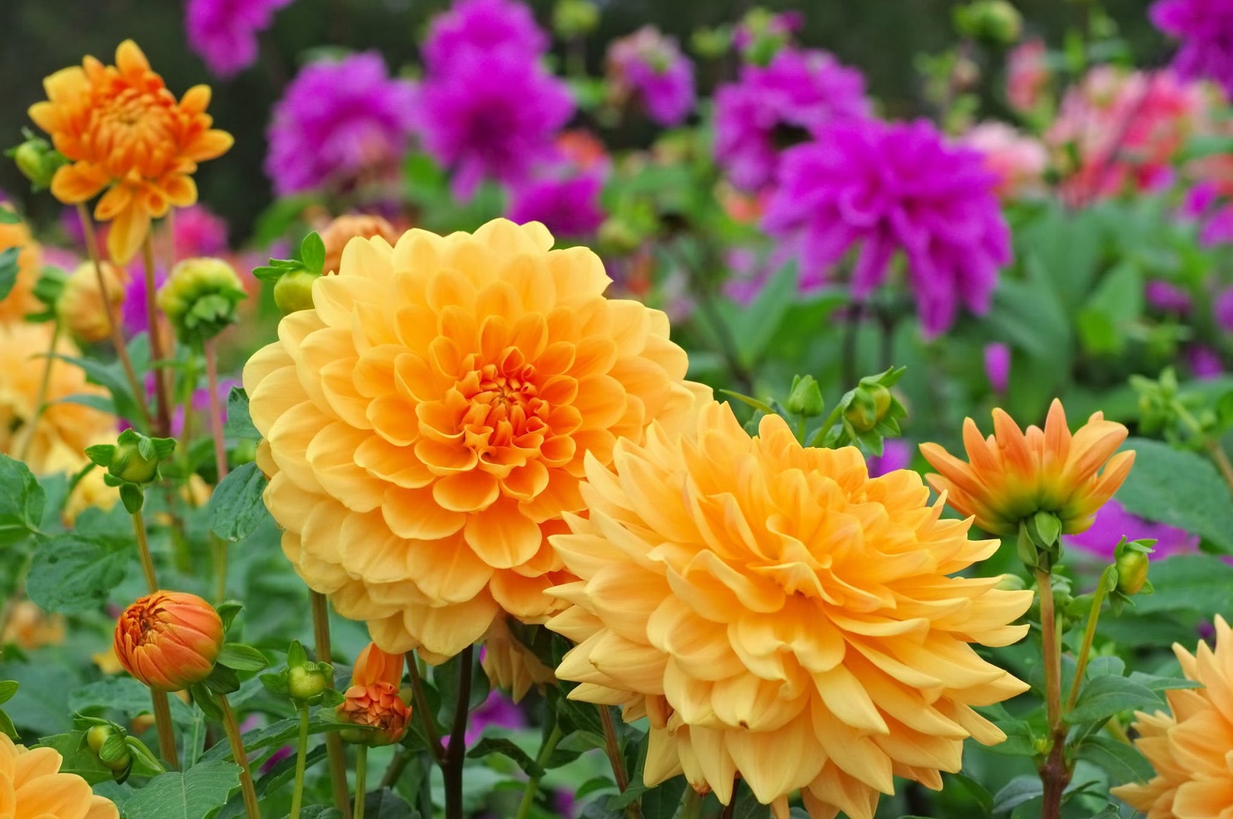 Dahlia