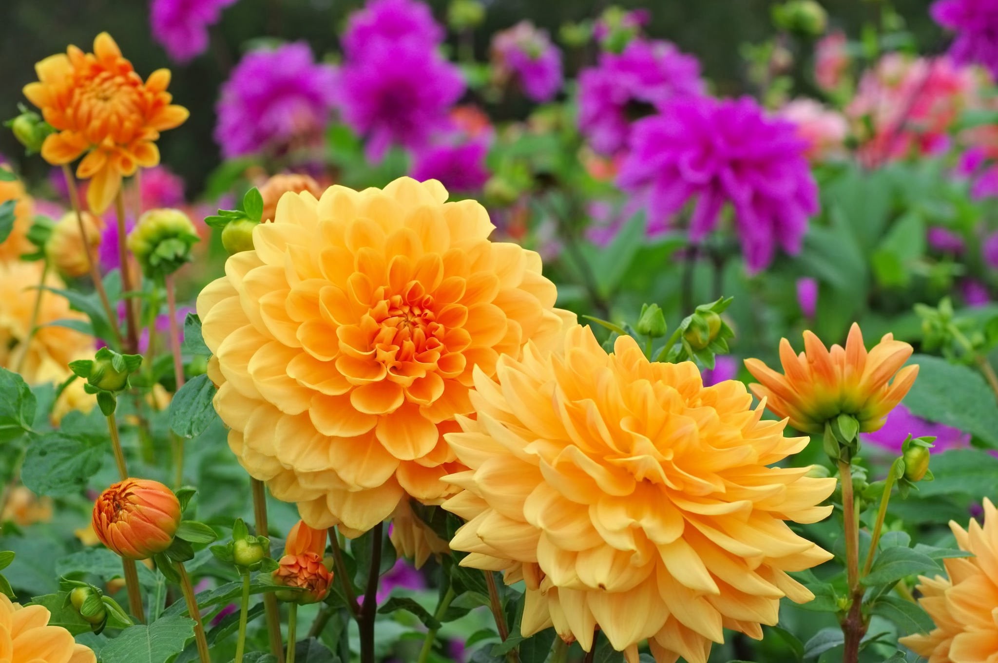 Dahlia