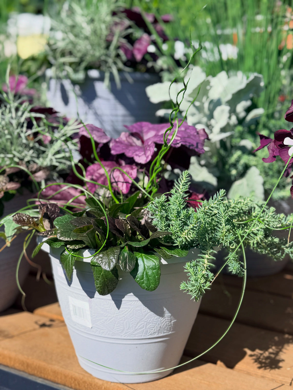 Plants