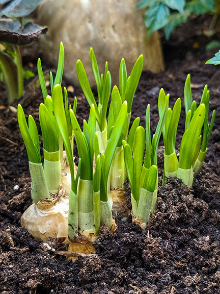 Spring Bulbs