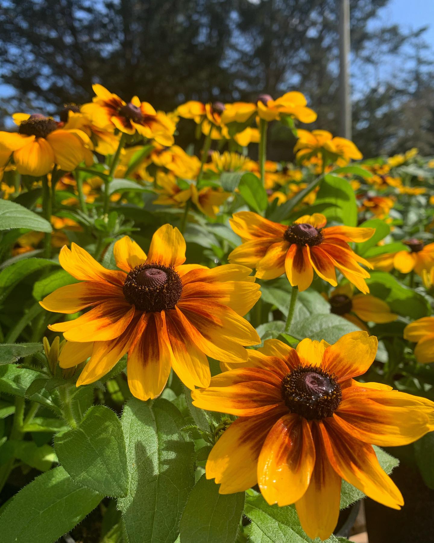 Rudbeckia