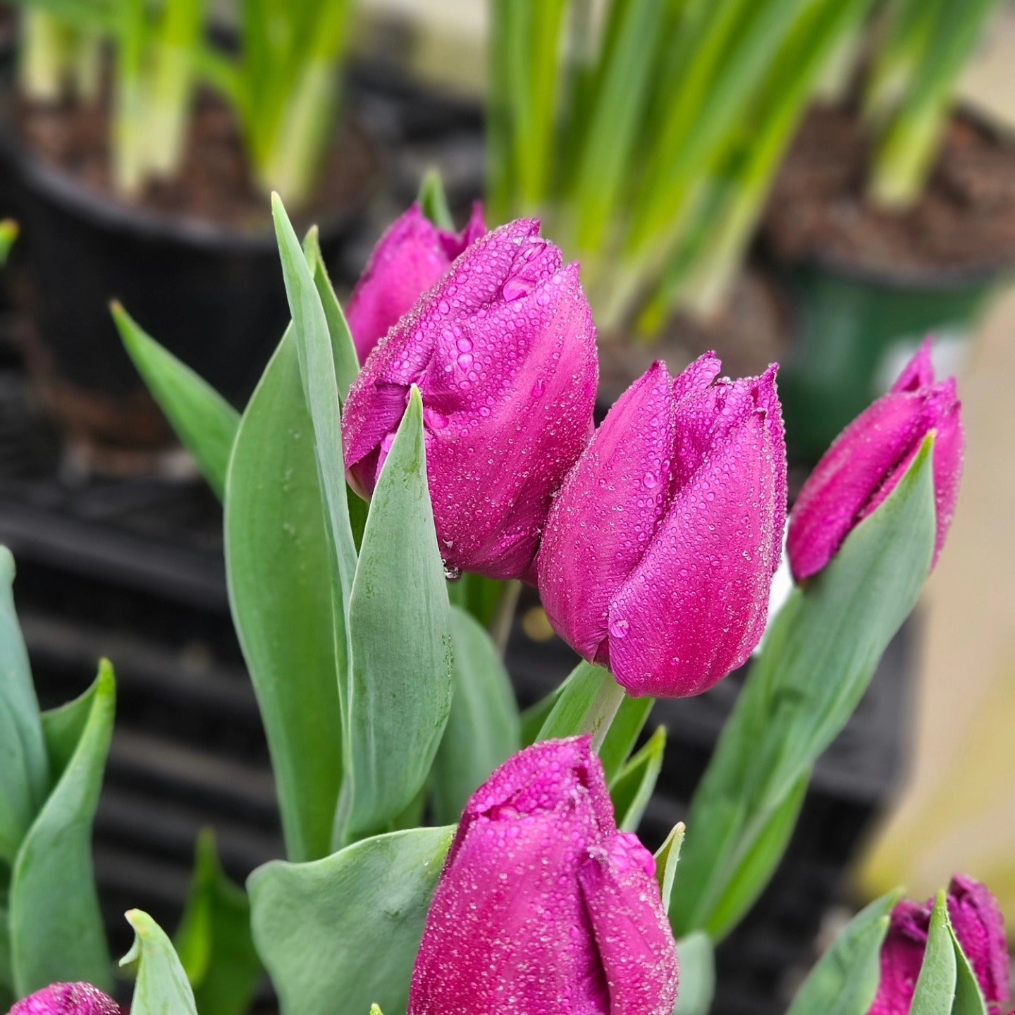 Tulips